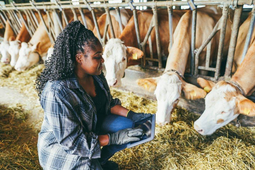 Woman with tablet inspecting cows
