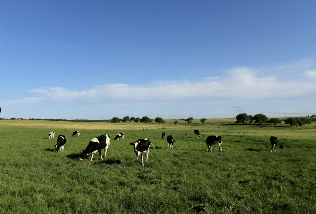 Gold Standard approves a new methodology for livestock emissions reductions