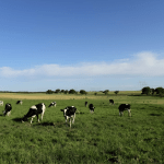 Gold Standard approves a new methodology for livestock emissions reductions