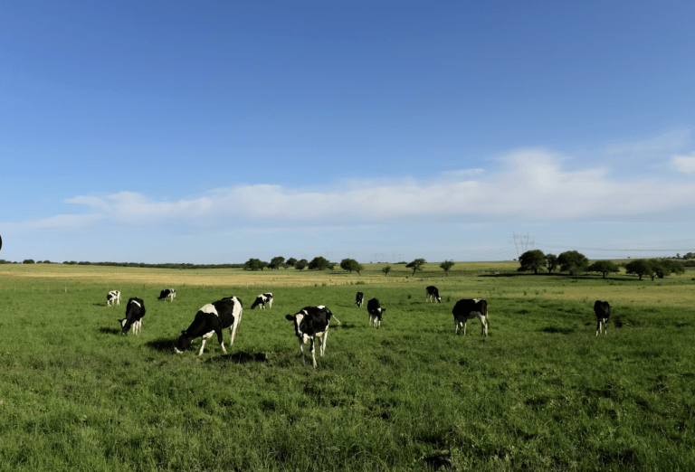 Gold Standard approves a new methodology for livestock emissions reductions