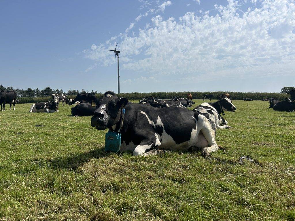A black and white cow is lying in a field wearing a ZELP Sense device.