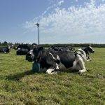 A black and white cow is lying in a field wearing a ZELP Sense device.