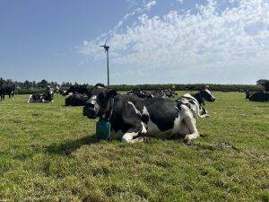 A black and white cow is lying in a field wearing a ZELP Sense device.